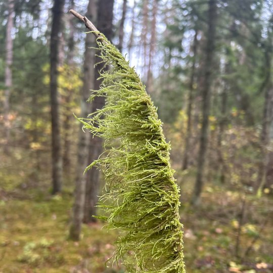 Iliustracija